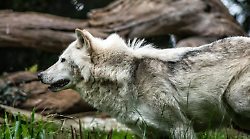 Prosegue il progetto regionale per la rimozione e lo smaltimento degli animali uccisi dai lupi
