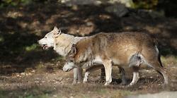 Attacco di lupi al Parco della Maremma morte 27 pecore, Rusci: "Fatto grave e significativo"
