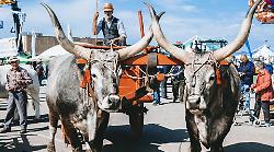 Fiera del Madonnino, Game Fair Italia, Toscoleum: il più grande evento all'aperto è pronto a partire