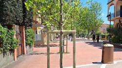 Via gli alberi pericolosi, in arrivo nuove piante: restyling del verde in pineta e sul lungomare