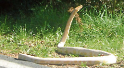 Allarme: "Avvistato un pitone albino". È caccia al serpente in paese. 