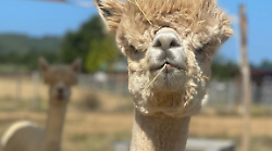 Maremma terra di cura: qui vivono gli alpaca più amati d’Europa