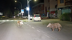 Cinghiali  a spasso di notte a Orbetello: così la fauna selvatica sfida la sicurezza urbana