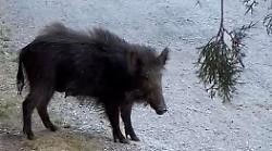 I cinghiali invadono il centro, guardie venatorie in azione: "Non avvicinateli e non date loro da mangiare, segnalate nuovi avvistamenti"