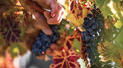 I Vini di Maremma su Gambero Rosso: la tradizione si apre al futuro con una linea di spirits innovativa
