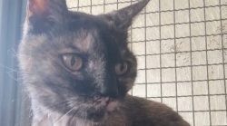 Donatella, la gatta di 12 anni abbandonata vicino ai cassonetti: "Ora qualcuno la adotti"