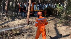 "Due ettari di pineta bruciati nell'incendio". Più punti di innesco, anche al di là della strada: si indaga sul dolo  