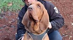 Addio a Bruno, il cane-eroe che ha salvato nove vite, ucciso dall'uomo: le parole del suo conduttore, la dichiarazione della premier Meloni