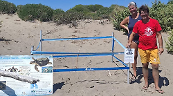 Un nuovo nido di tartaruga marina a Castiglione della Pescaia