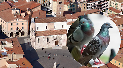 Il Comune dichiara guerra ai piccioni: al via il progetto “Bird Control”