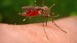Virus West Nile, nessun caso di positività: il piano di sorveglianza veterinaria dell'Asl
