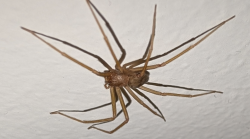 Trova il ragno violino nella vasca da bagno. Cosa ha rischiato e cosa fare se si viene morsi. Le caratteristiche della specie