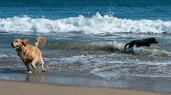 Spiagge pet-friendly: dove è consentito fare il bagno con gli amici a quattro zampe