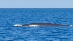 Una gigantesca balenottera al largo delle Isole Formiche – IL VIDEO