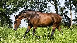 Il cavallo maremmano protagonista a Verona con Anam, aspettando il Museo del buttero