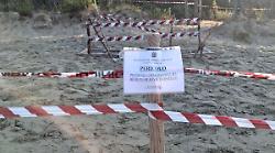 Due ordigni bellici sulla spiaggia libera: in arrivo gli artificieri