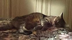 Bentornata Cocò: ritrovata dopo 20 giorni la gattina scomparsa all’Argentario