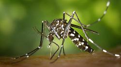 West Nile, primo caso del virus contratto sul territorio. Si ammala dopo la puntura di zanzara. Non era mai accaduto in Toscana. La Asl invita i cittadini a fare attenzione