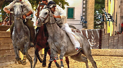 Palio di Castel del Piano, è record di cavalli: mai così tanti iscritti alle visite veterinarie. Ci sono berberi del Palio di Siena