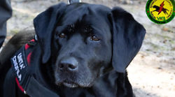 Addio a Tea, la labrador dei volontari Vab: "Dolore straziante, i cani sono angeli" 