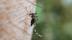 West Nile Virus, otto casi registrati nell’Asl Toscana Sud Est