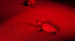 Il Parco della Maremma festeggia la nascita di 50 tartarughe Caretta Caretta