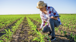Giovani agronomi di talento cercansi: "A Rispescia potranno lavorare sull'agricoltura del futuro". Come candidarsi