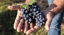 Morellino, è tempo di vendemmia: produzione in calo, ma ottima qualità