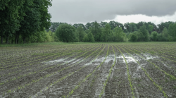 Clima impazzito, agricoltura in ginocchio: "In un mese è caduta un quarto della pioggia di un anno, semina impossibile"