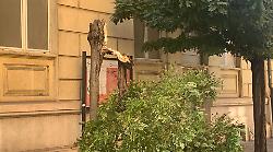 Il maltempo provoca la rottura di un albero in via Oberdan