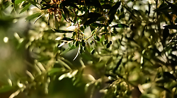 Raccolta delle olive e cura dei beni comuni: aperto l’avviso pubblico