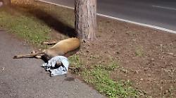 Investe un daino con l'auto e chiede aiuto, ma l'animale muore