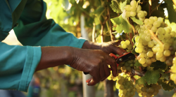 Vendemmia, arriva il sindacato di strada: Brigate del lavoro contro caporalato e sfruttamento