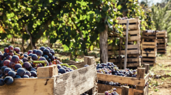 Vendemmia, è già tempo di bilanci: in Maremma uve di qualità ma rese più basse