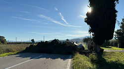Esce fuori strada e si schianta contro un albero: muore 83enne
