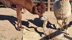 Fiocco azzurro in Fattoria, è nato un baby alpaca