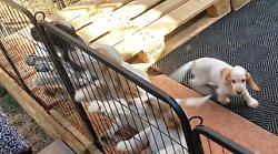 Scoperto un allevamento “fantasma” di cuccioli di Cocker Spaniel: scattano sanzioni e indagini