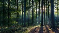 Al via il bando per la prevenzione dei danni alle foreste