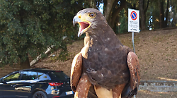 Rapaci in volo contro l'invasione dei piccioni nel centro storico e nelle frazioni