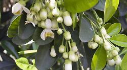 Il paradosso degli agrumi: ora li importiamo dalla Cina. Nei supermercati italiani spunta il pomelo