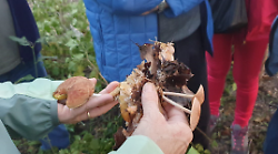 Torna l’appuntamento con la Giornata dei funghi: didattica, escursione e pranzo a tema