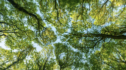Stop all'abbattimento di 215 alberi in città: per gli ambientalisti "le valutazioni non tornano" 