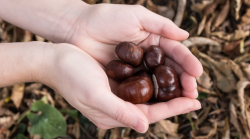 È l'anno della castagna: produzione record, prezzi in calo, protagonista a tavola. Tutte le ricette più gustose