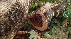 Verde pubblico sotto controllo: intervento straordinario al parco del Piazzone