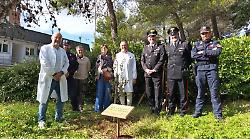 Un leccio per l'ospedale: è "Un albero per la salute"
