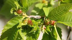 Castagni, torna l'allarme cinipide: "Nuovi focolai dell'insetto parassita, intervenga il Governo"