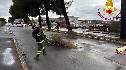 Pino a rischio crollo dopo l'urto di un mezzo pesante: abbattuto