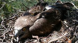 Il lungo viaggio del Biancone: in volo per 4.500 chilometri dal Parco della Maremma all'Africa