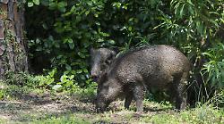 La carne dei cinghiali abbattuti in Toscana va in beneficenza