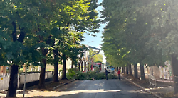 Abbattimento dei 215 alberi in città, anche Rusci è contrario: "Molti devono essere salvati"